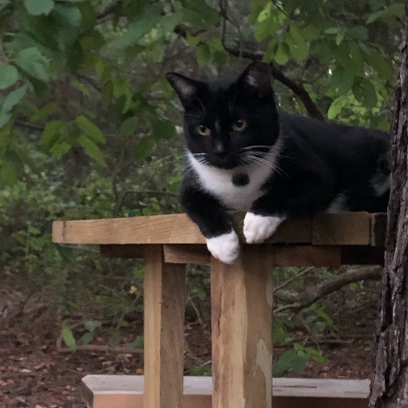 Meet your Posher, Gilda - Picture 2 of 10